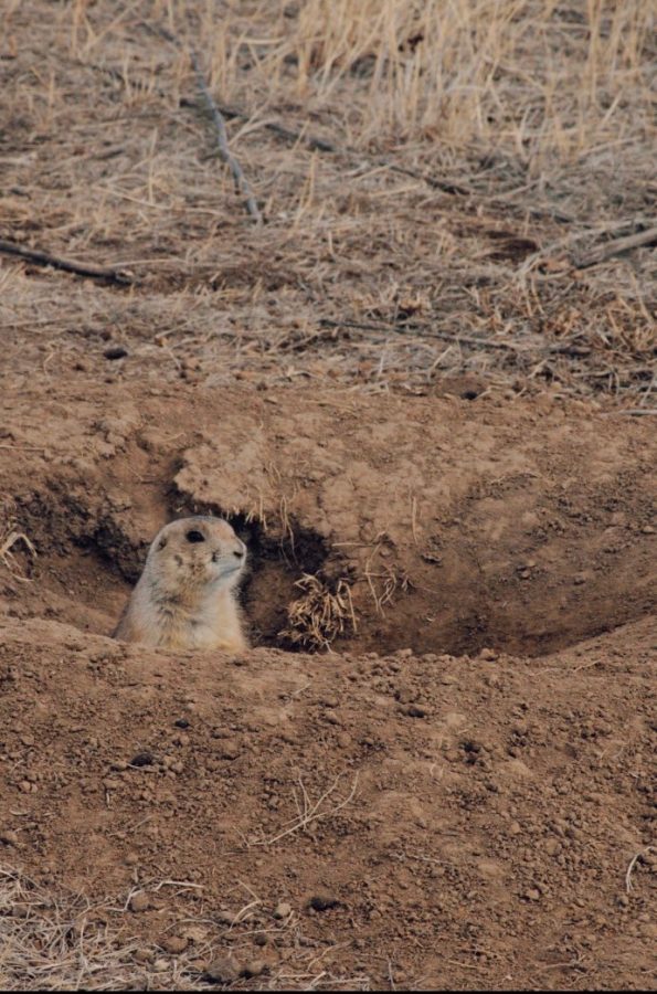 Just another day on the plains: A prairie dog sits in its new burrow talking to its friends from afar. “They have a very complex social system. They’re very loving, very cool,” relocation specialist Sandy Nervig said. 