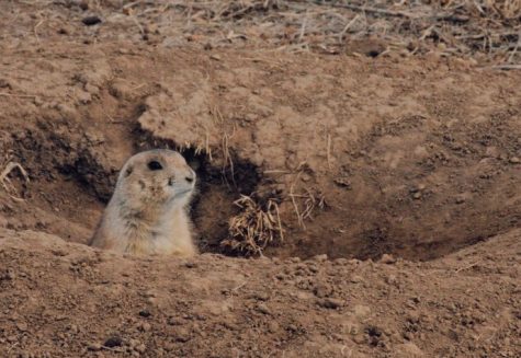 Just another day on the plains: A prairie dog sits in its new burrow talking to its friends from afar. “They have a very complex social system. They’re very loving, very cool,” relocation specialist Sandy Nervig said. 