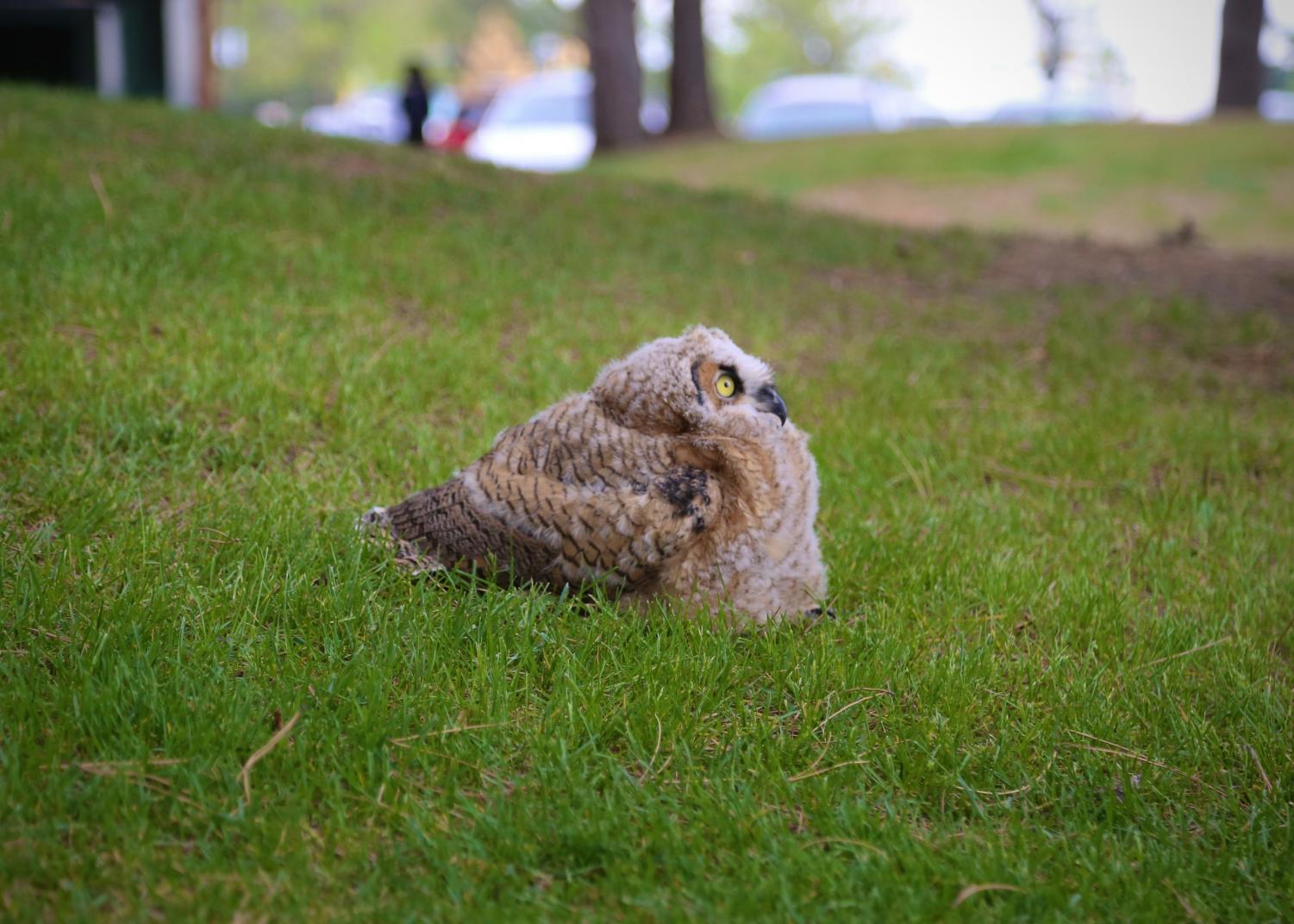 Young great-horned owlets attract small crowd near Fine Arts