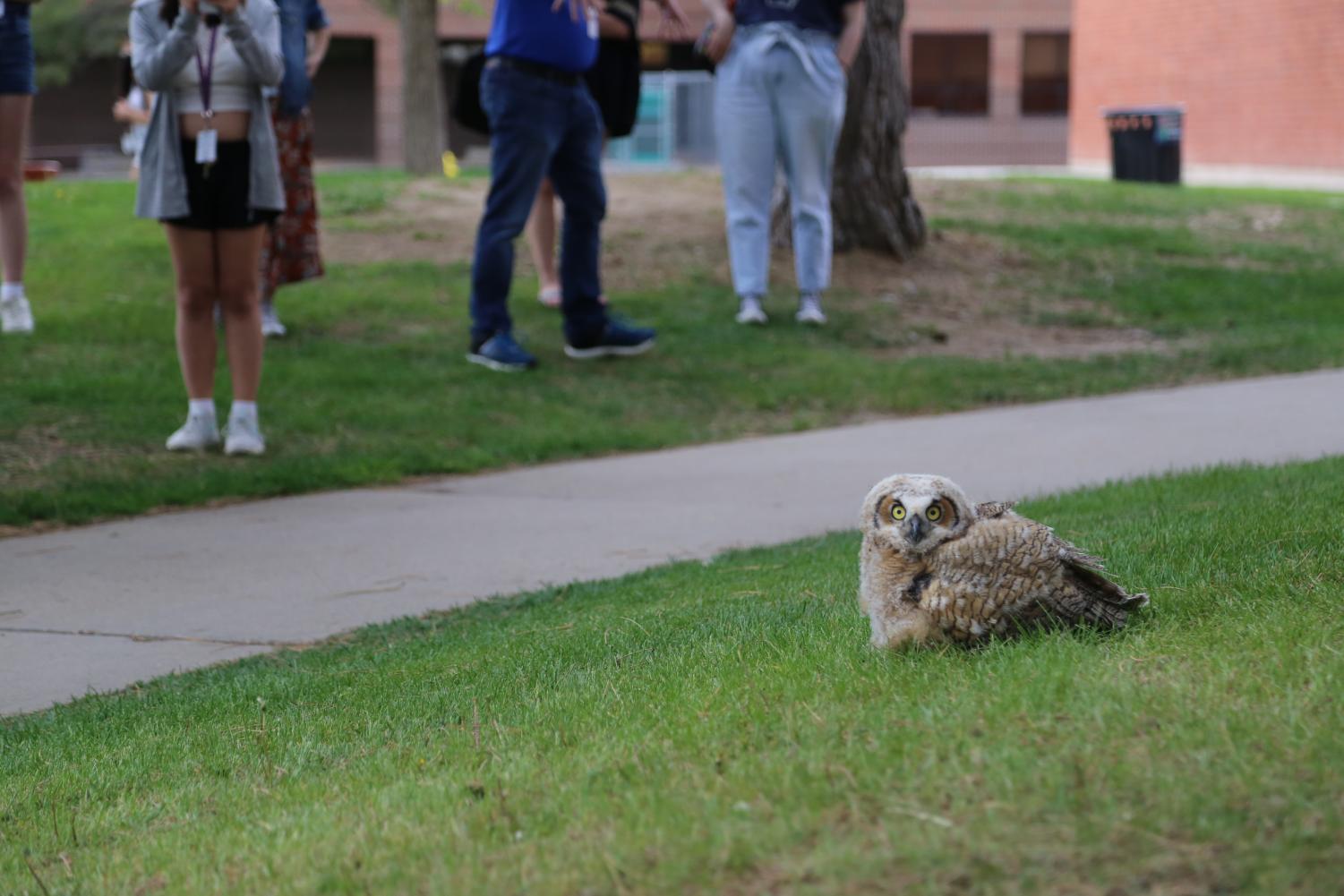 Young great-horned owlets attract small crowd near Fine Arts