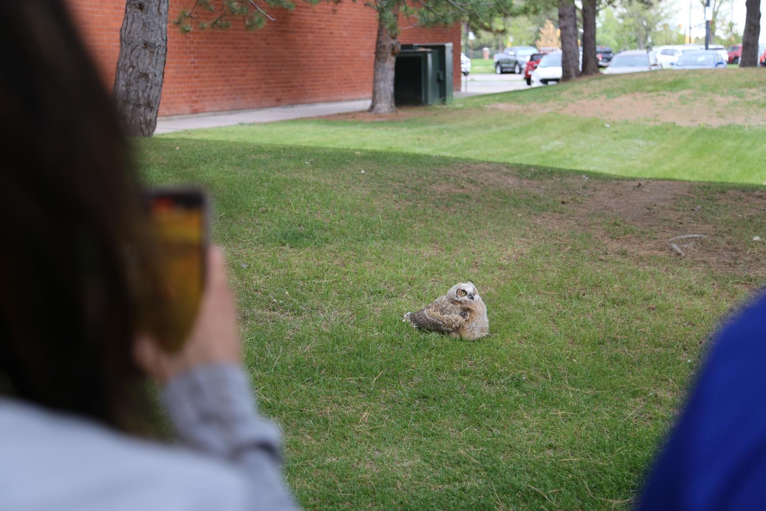 Young great-horned owlets attract small crowd near Fine Arts