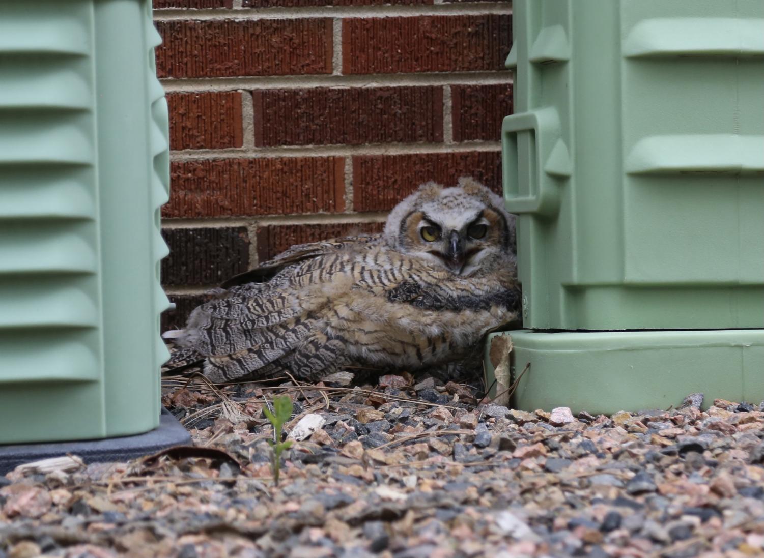 Young great-horned owlets attract small crowd near Fine Arts