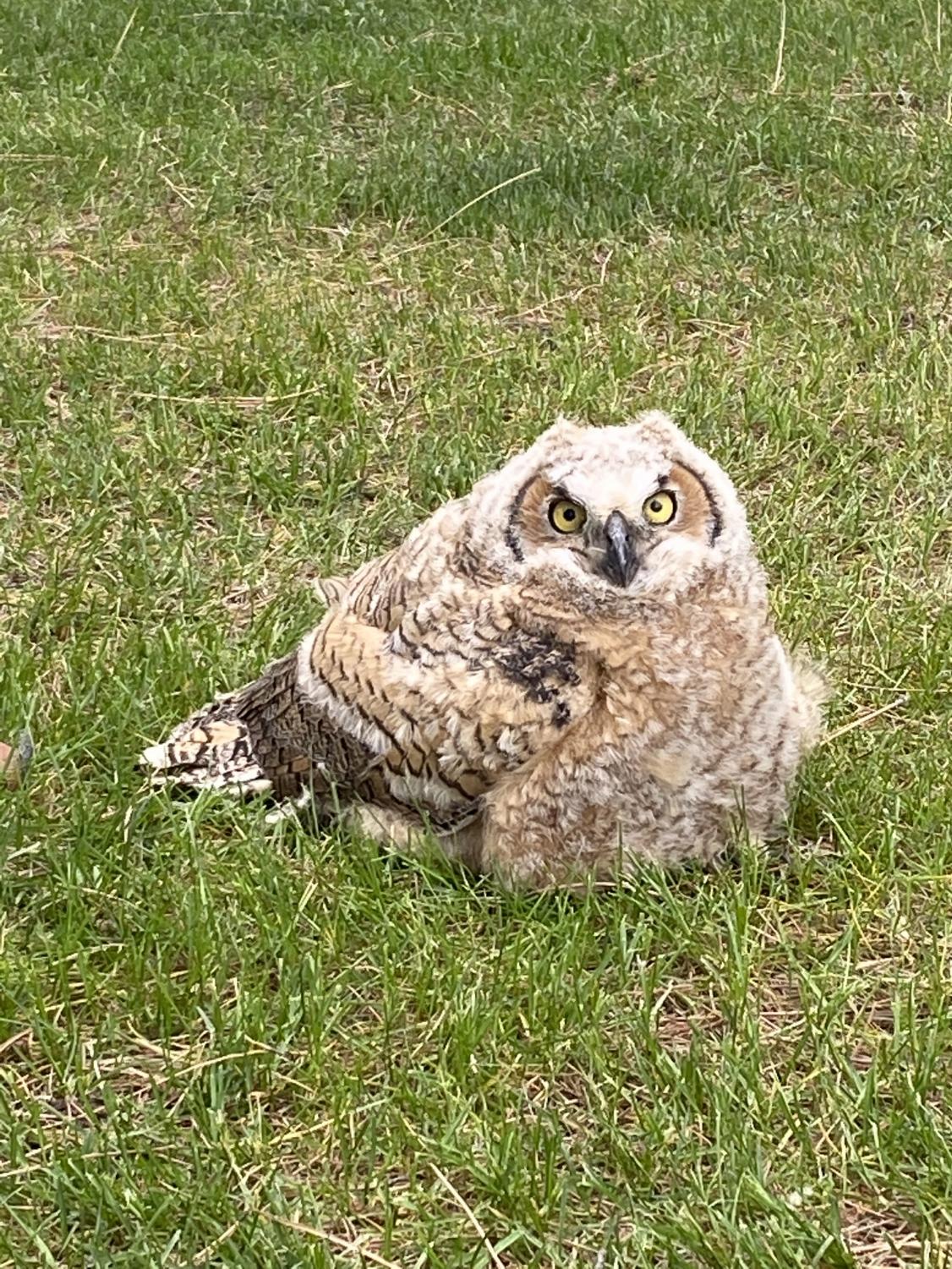 Young great-horned owlets attract small crowd near Fine Arts