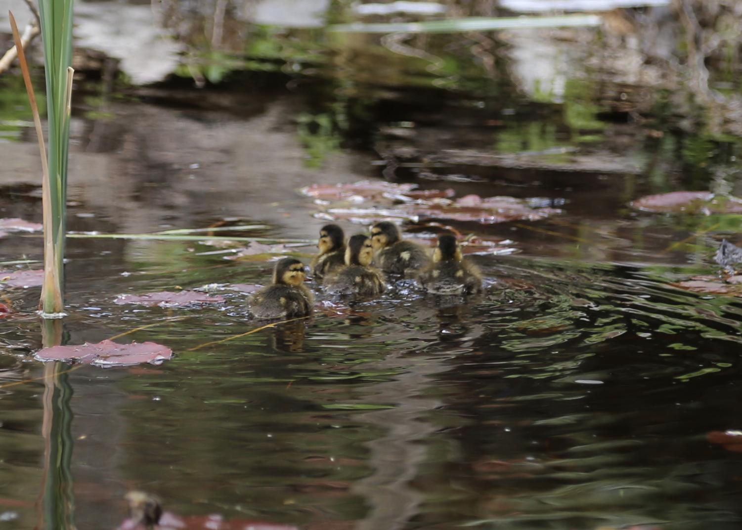 Ducks land in Creek's West Courtyard