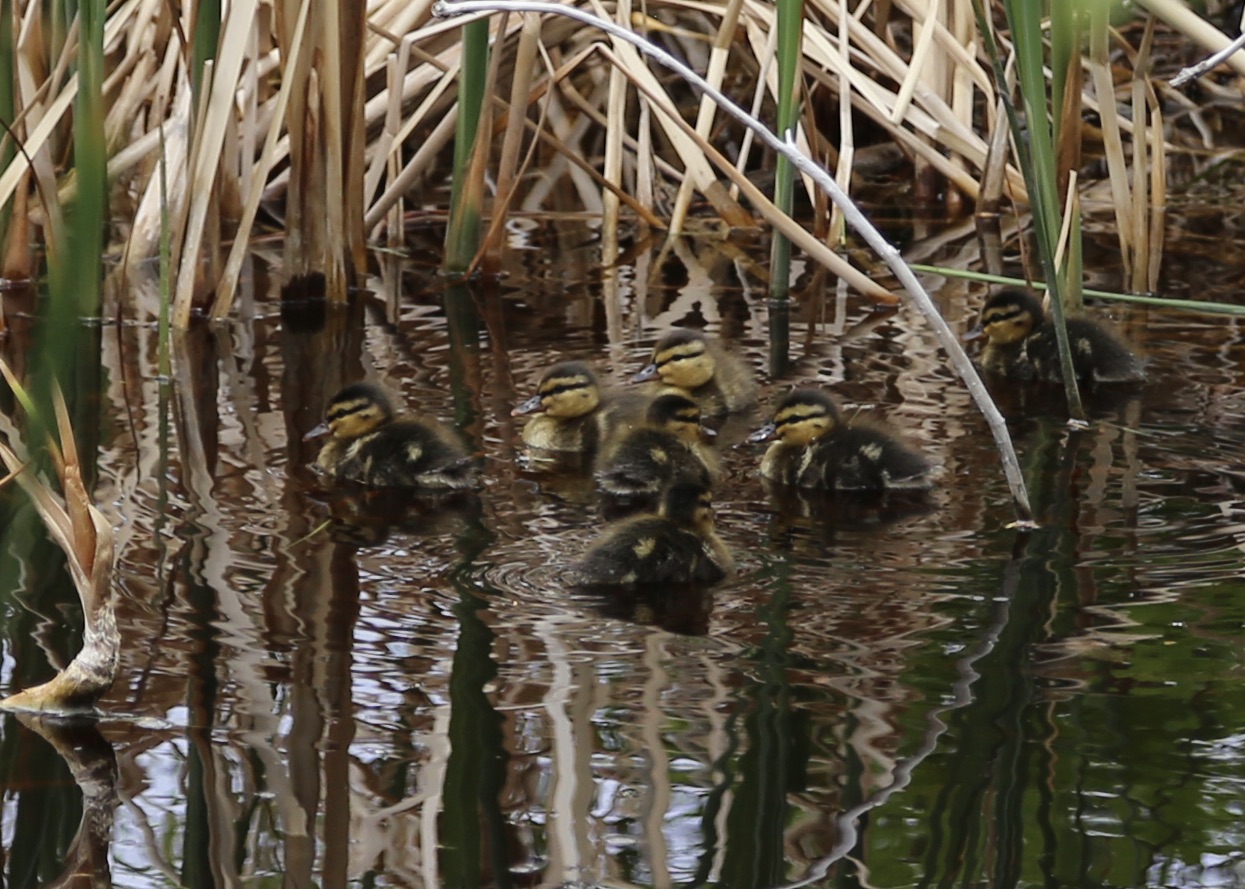 Ducks land in Creek's West Courtyard