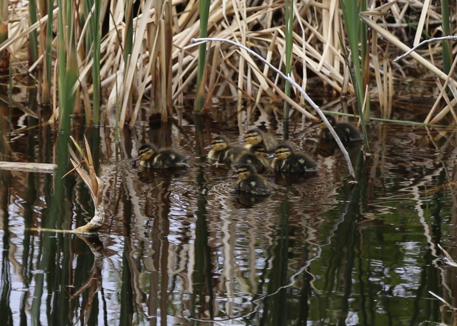 Ducks land in Creek's West Courtyard