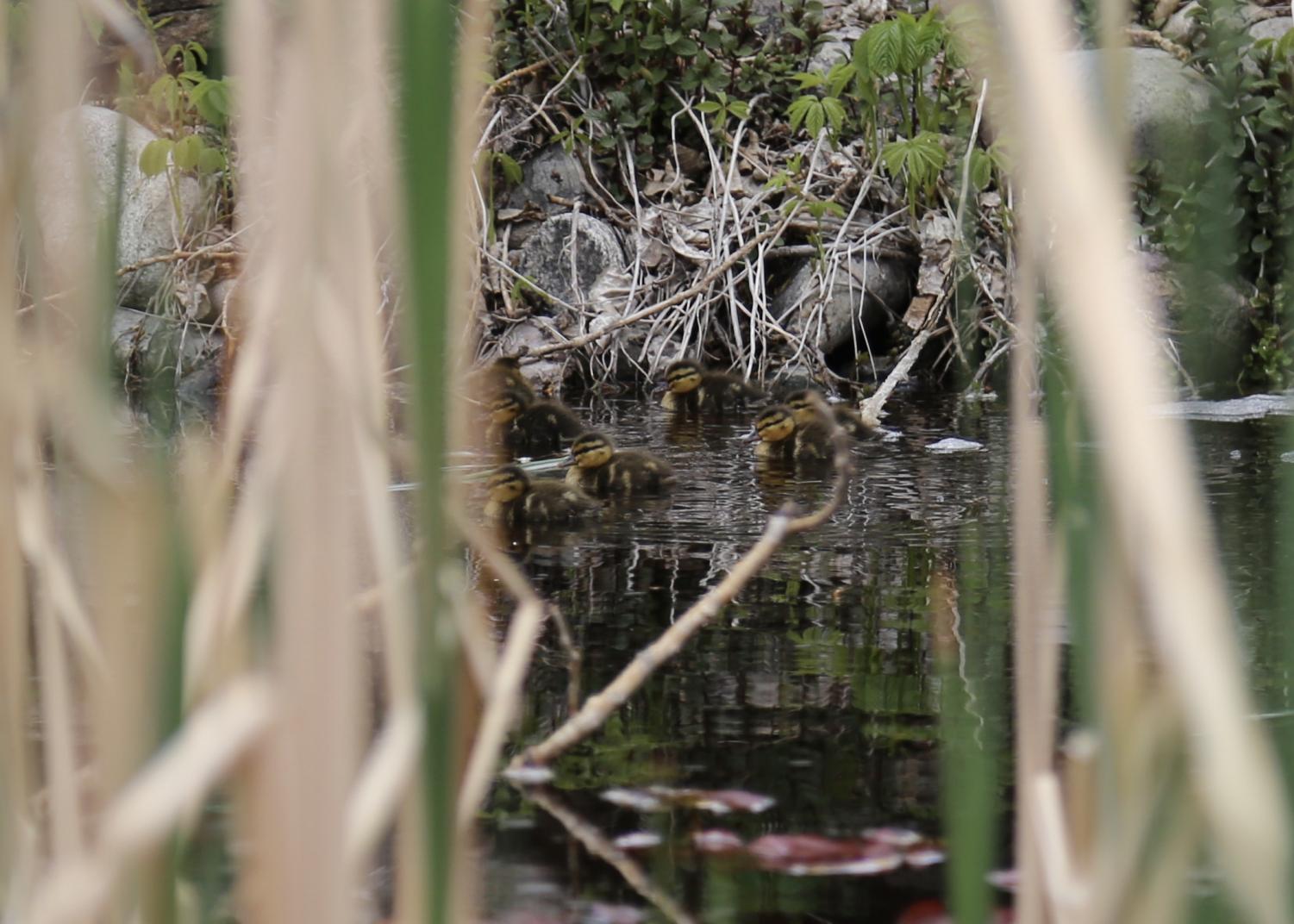 Ducks land in Creek's West Courtyard