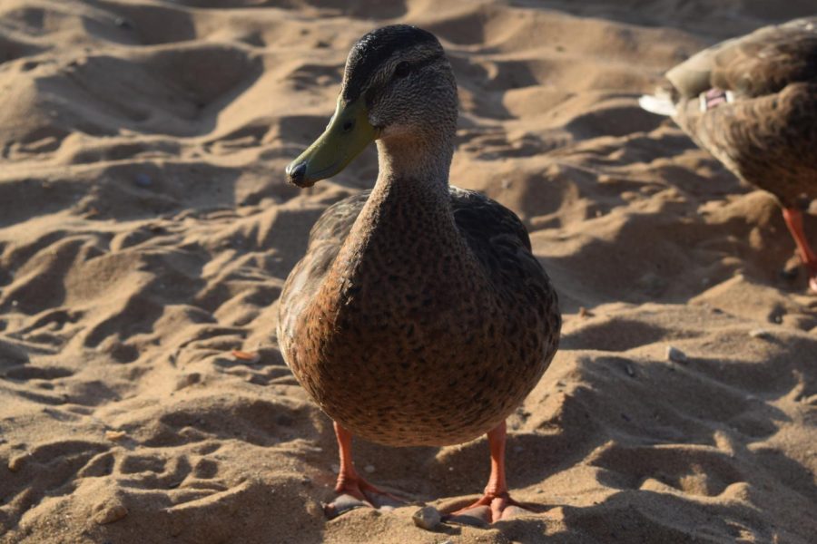A female Mallard duck scavenges alongside several others on a hotel-owned Lake Michigan beach in Traverse City, Michigan. These ducks, like many birds in North America, lively closely with humans, sometimes putting the birds at higher risk of human-caused death. According to the American Bird Conservancy, domestic cats kill around 2.4 billion birds in North America per year, making cats the biggest human-made threat to birds. Many of these deaths can be prevented by keeping cats indoors.