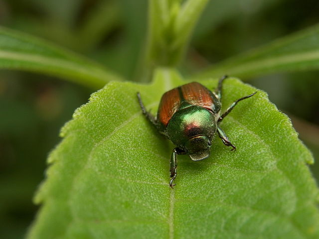 Japanese Beetles have become a common pest in public and private gardens.