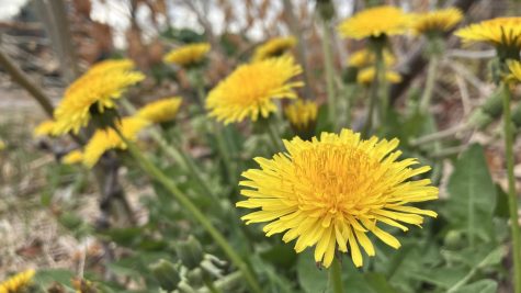 During springtime, many students in the Creek community have begun to feel the effects of seasonal allergies again. Dandelions, which grow and spread quickly and release seeds and pollen in large amounts, are main causes of hay fever and allergic conjunctivitis.