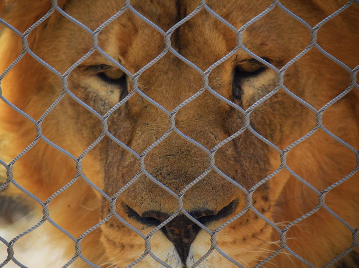 An adult male lion watches visitors through the chain mail wiring on the top of the enclosure at the Cheyenne Mountain Zoo. 