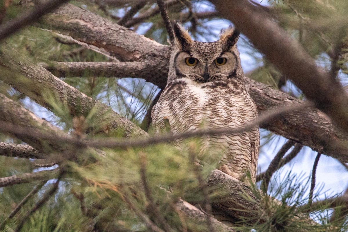 The male owl in the pair perches in a tree over the Fine Arts building near his nest.