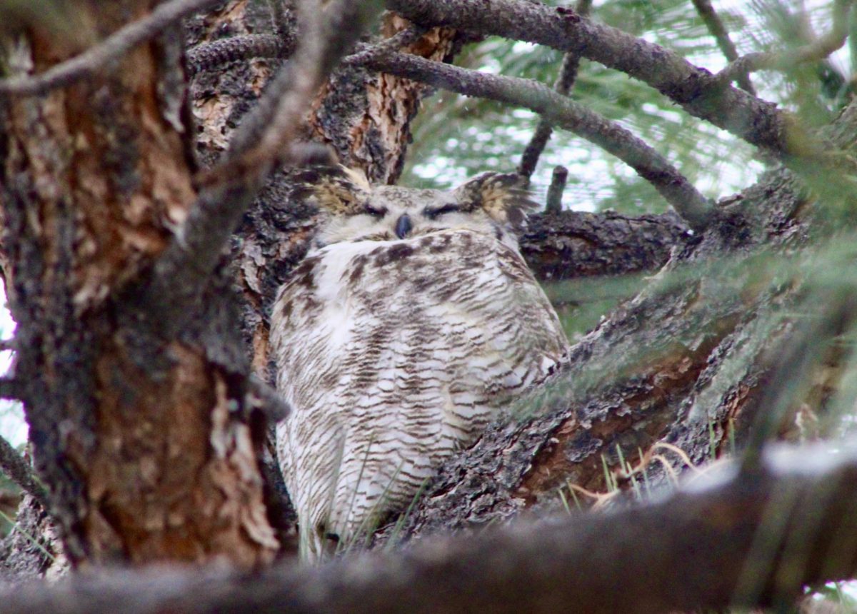 The male owl in the pair perches in a tree over the Fine Arts building near his nest.