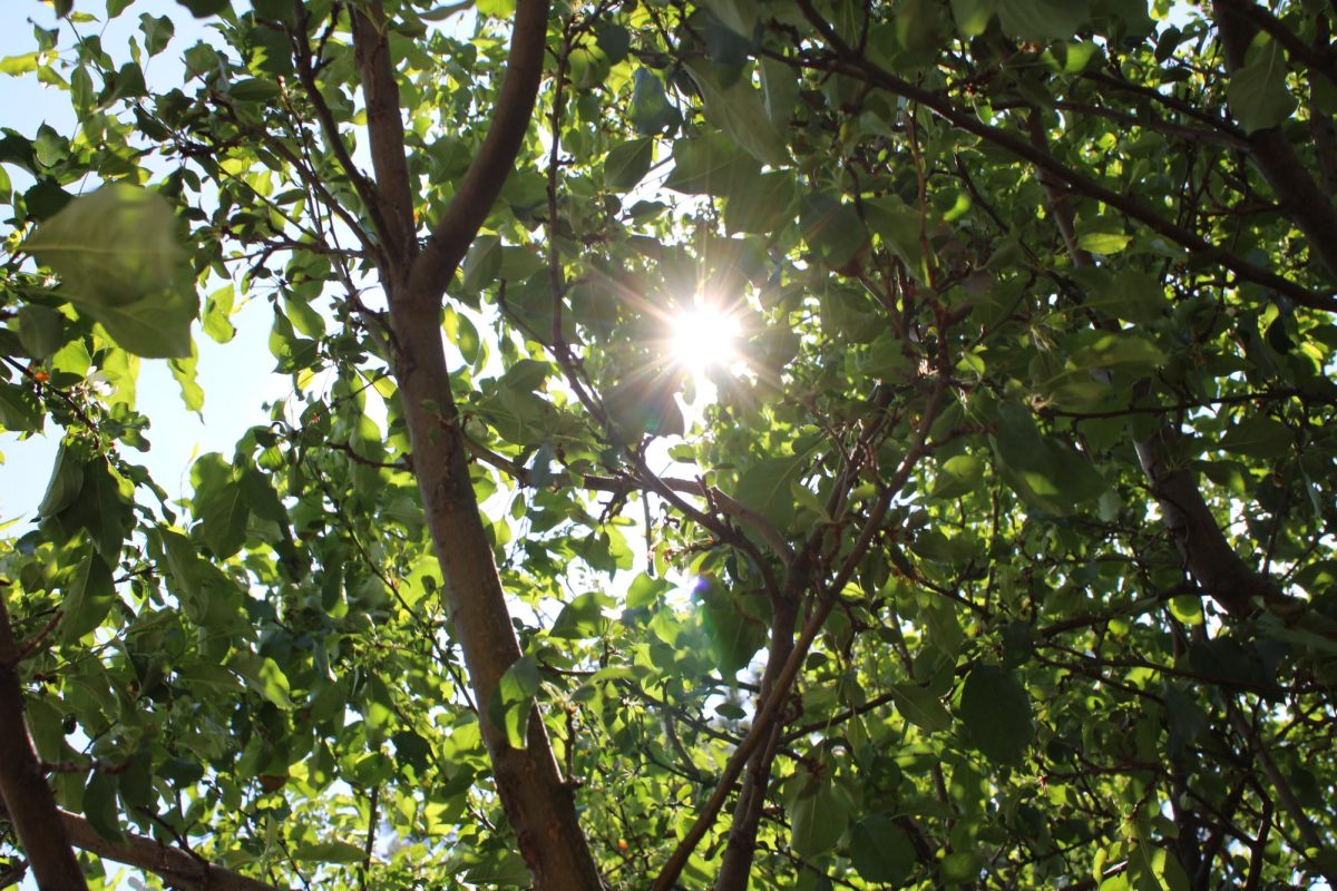 GREEN SOLUTIONS: While solar panels are not likely to be used on the new campus, the district actively works with Xcel Energy to ensure greater energy efficiency .