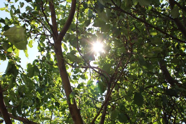 GREEN SOLUTIONS: While solar panels are not likely to be used on the new campus, the district actively works with Xcel Energy to ensure greater energy efficiency .